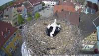 Webcam Höchstadt - Storchennest laden