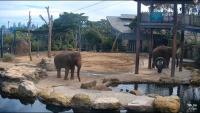 zur Webcam Sydney - Taronga Zoo