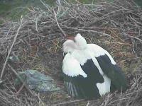 Webcam Bislich - Storchennest laden