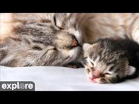 zur Webcam Los Angeles - Kitten Rescue Sanctuary