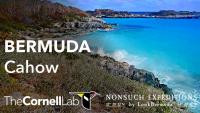 Webcam Bermuda - Nonsuch Island laden