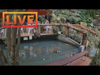 zur Webcam Ko Phangan - Zoo Cafe