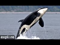 Webcam Hanson Island - Orca Cam laden